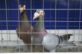 Выставка голубей «Символ мира и любви» Выставка голубей «Символ мира и любви»