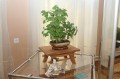 Выставка карликовых деревьев Дмитрия Вихарева «Бонсай» Выставка карликовых деревьев Дмитрия Вихарева «Бонсай»