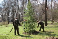 Кедровая сосна пополнила ботаническую коллекцию парка Кедровая сосна пополнила ботаническую коллекцию парка