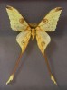Новый выставочный проект!!! Cамые красивые и знаменитые бабочки мира «Порхающие цветы». Демонстрируется впервые в Беларуси!