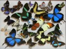 Новый выставочный проект!!! Cамые красивые и знаменитые бабочки мира «Порхающие цветы». Демонстрируется впервые в Беларуси!