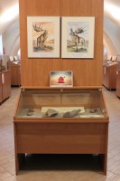 Мини-выставка «Эпоха гигантов: находки мегалоцероса в Гомеле»