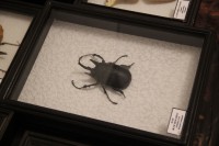 Выставка «Гигантские насекомые»