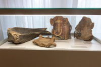 ������� ���� ����������